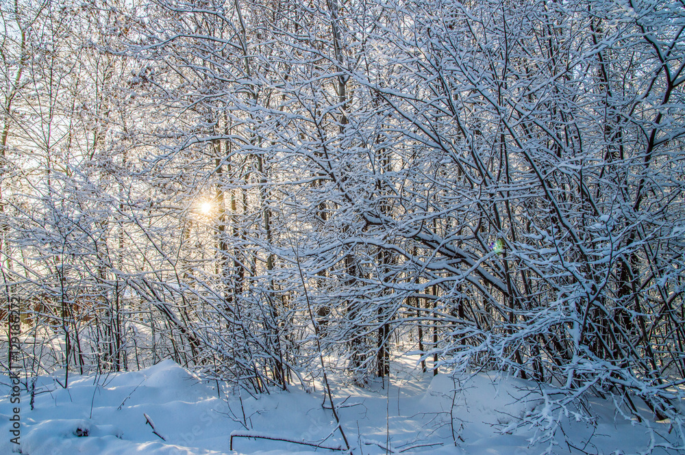 Fototapeta premium sunny weather . Winter forest landscape, snow