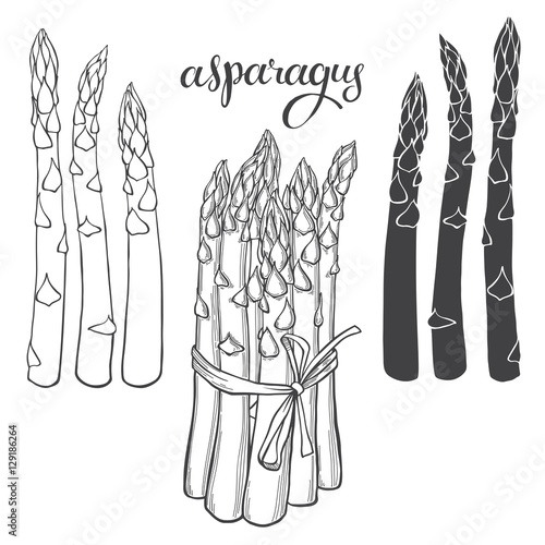 Asparagus. Vector illustration, sketch on a white  background. Isolated vector hand-drawn elements for your design.