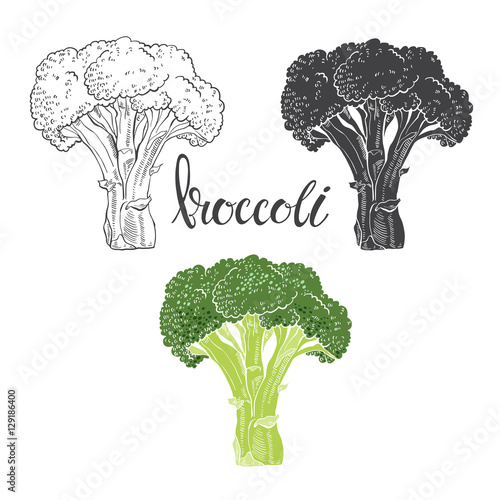 Broccoli. Vector illustration, sketch on a white  background. Isolated vector hand-drawn elements for your design.