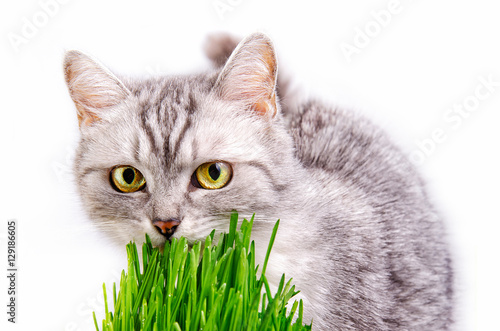 Gray striped cat isolated on white background photo