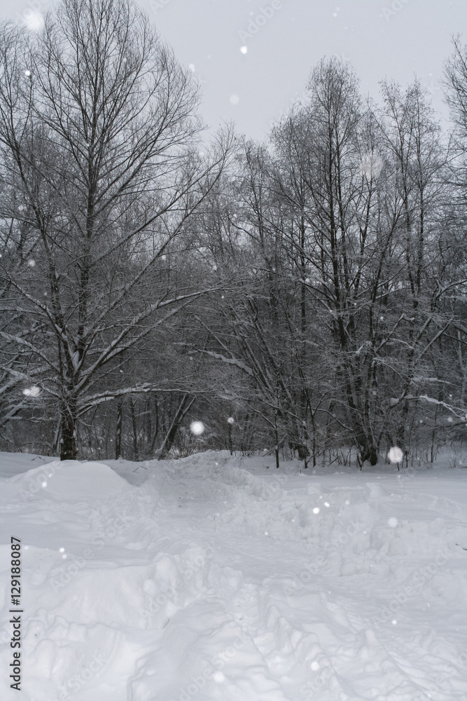 Winter landscape. Snow-covered trail, bare trees and snowfall. Winter landscape. Snow-covered trail, bare trees and snowfall.