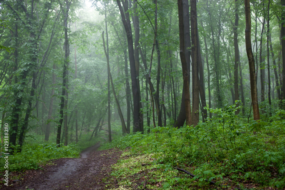 Fototapeta The path in a green forest in foggy weather