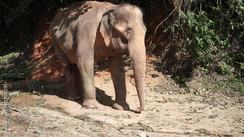 Thai elephant in jungle