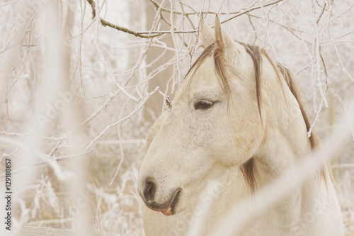 Fototapeta Naklejka Na Ścianę i Meble -  White horse in winter