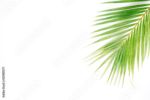 palm branch isolated on white background. flat lay  top view