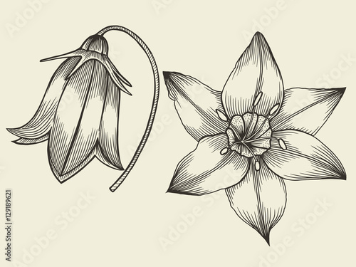 flowers - hand drawn collection