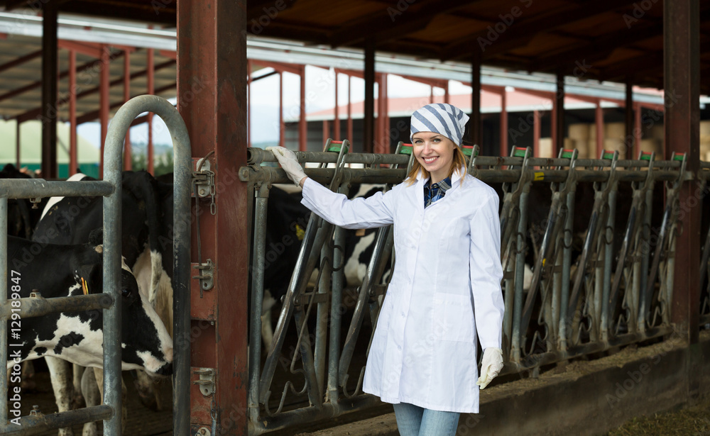 Naklejka premium Veterinary technician with dairy cattle
