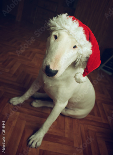 White bull Terrier in a Christmas hat in the house