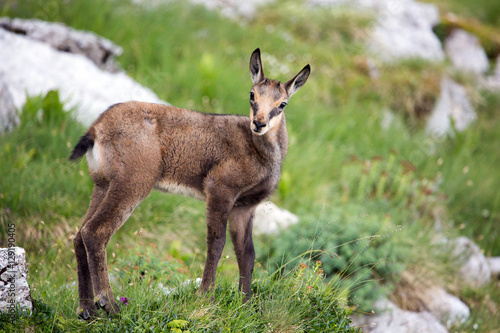 Baby chamois on a meadow
