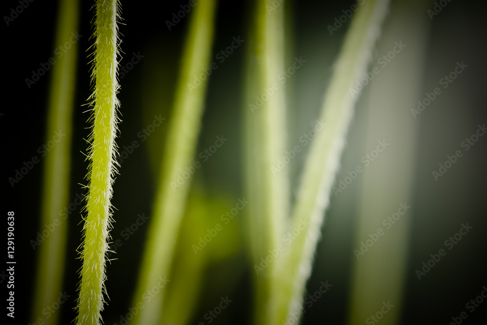 Obraz premium Tallos de soja