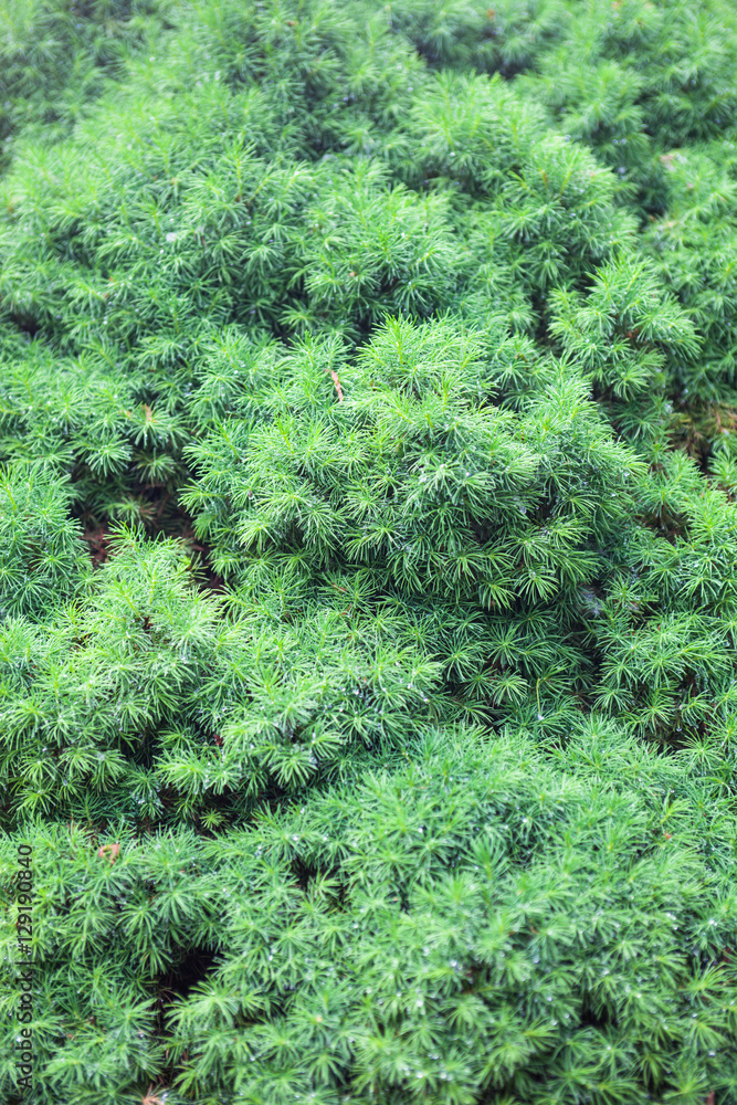 Evergreen juniper branches