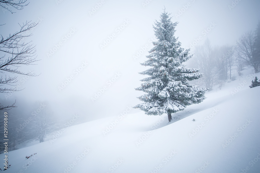 Mystical winter forest covered with snow on cloudy day