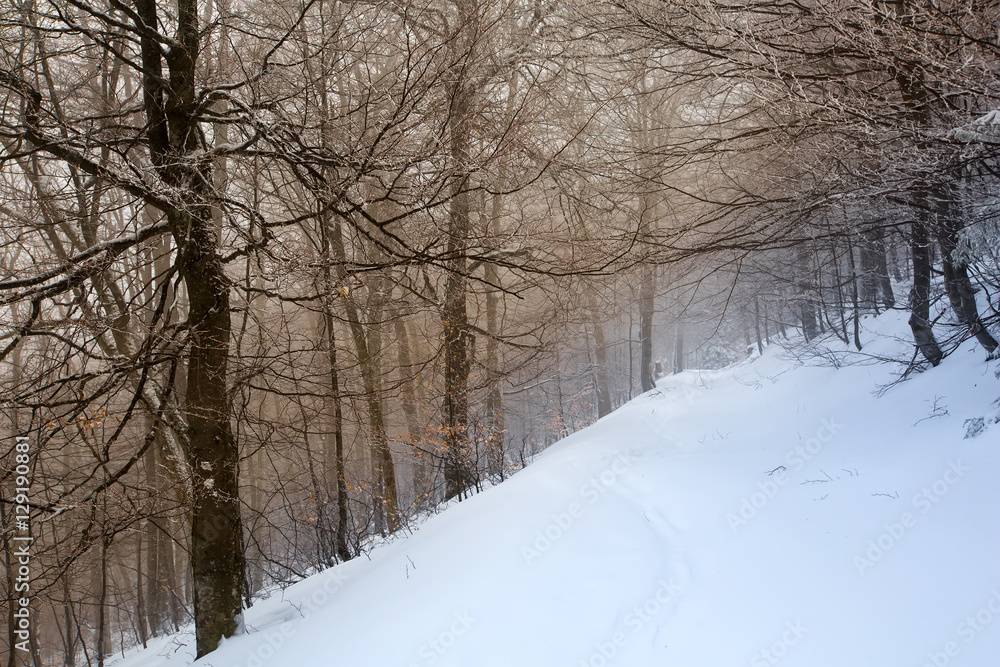 Mystical winter forest covered with snow on cloudy day Mystical winter forest covered with snow on cloudy day