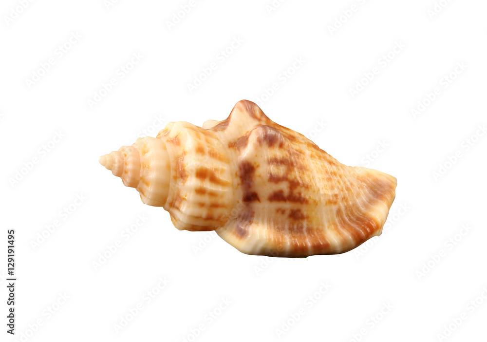 The small rigid conch of gastropoda mollusk isolated by pen. The small rigid conch of gastropoda mollusk isolated by pen.