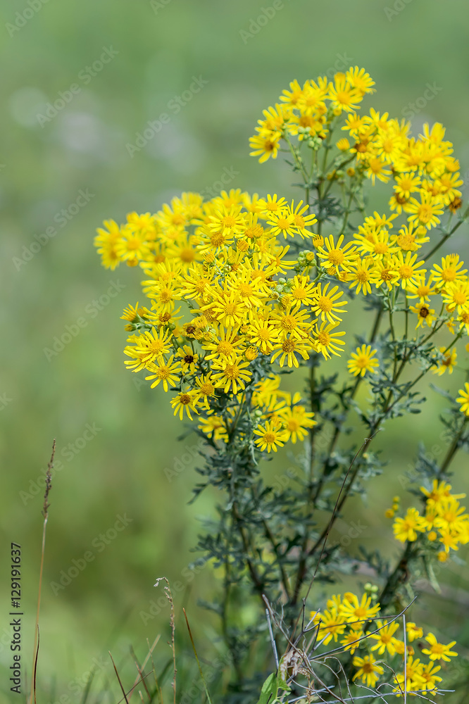 Fototapeta premium Jacobea vulgaris or Senecio Jacob ( лат. Jacobaea vulgaris, Senecio jacobaea L.)