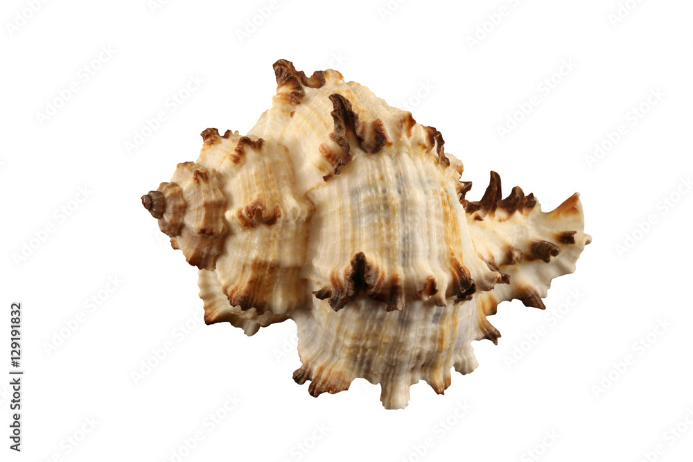 The conch of gastropoda mollusk shell isolated by pen. The conch of gastropoda mollusk shell isolated by pen.