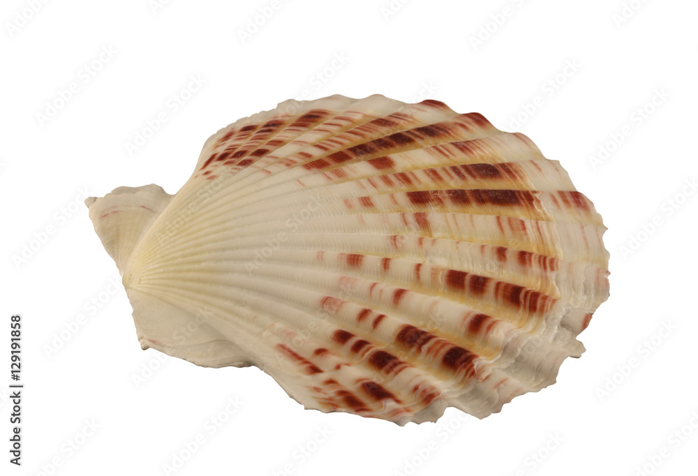 The conch cockleshell of bivalve mollusk isolated by pen. The conch cockleshell of bivalve mollusk isolated by pen.