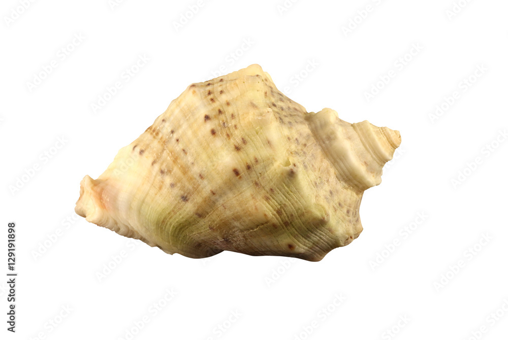 The conch of gastropoda mollusk Rapana thomasiana isolated by pen.