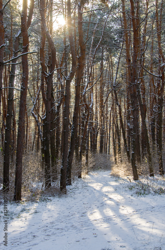Beautiful winter landscape in forest with pine trees, sun and snow. Beautiful winter landscape in forest with pine trees, sun and snow.