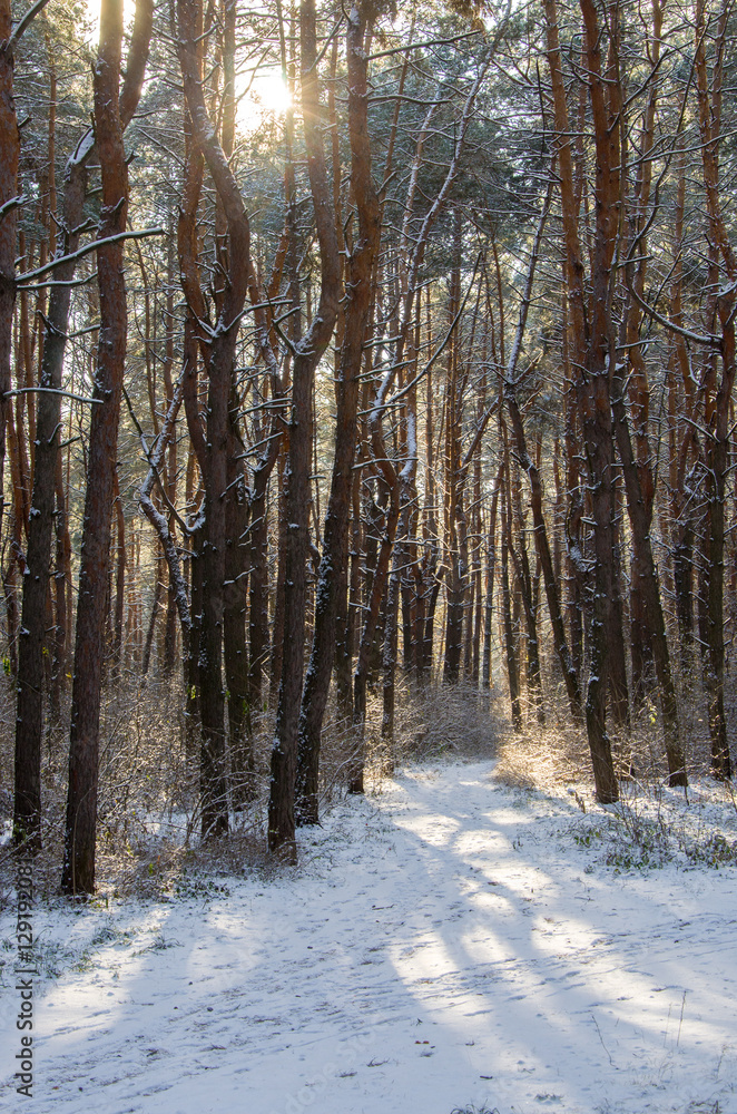 Beautiful winter landscape in forest with pine trees, sun and snow.