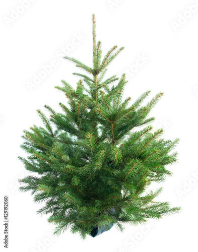 christmas evergreen natural fresh tree with holiday decorations and lights over white backgroundbackground