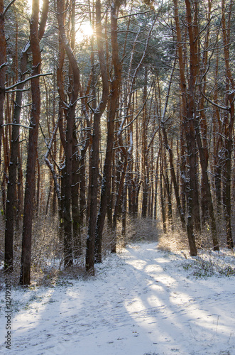 Beautiful winter landscape in forest with pine trees, sun and snow.