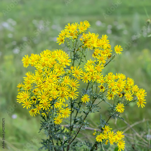 Jacobea vulgaris or Senecio Jacob ( лат. Jacobaea vulgaris, Senecio jacobaea L.)