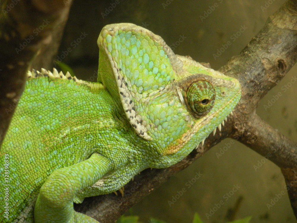 Fototapeta premium chameleon on a branch in a zoo
