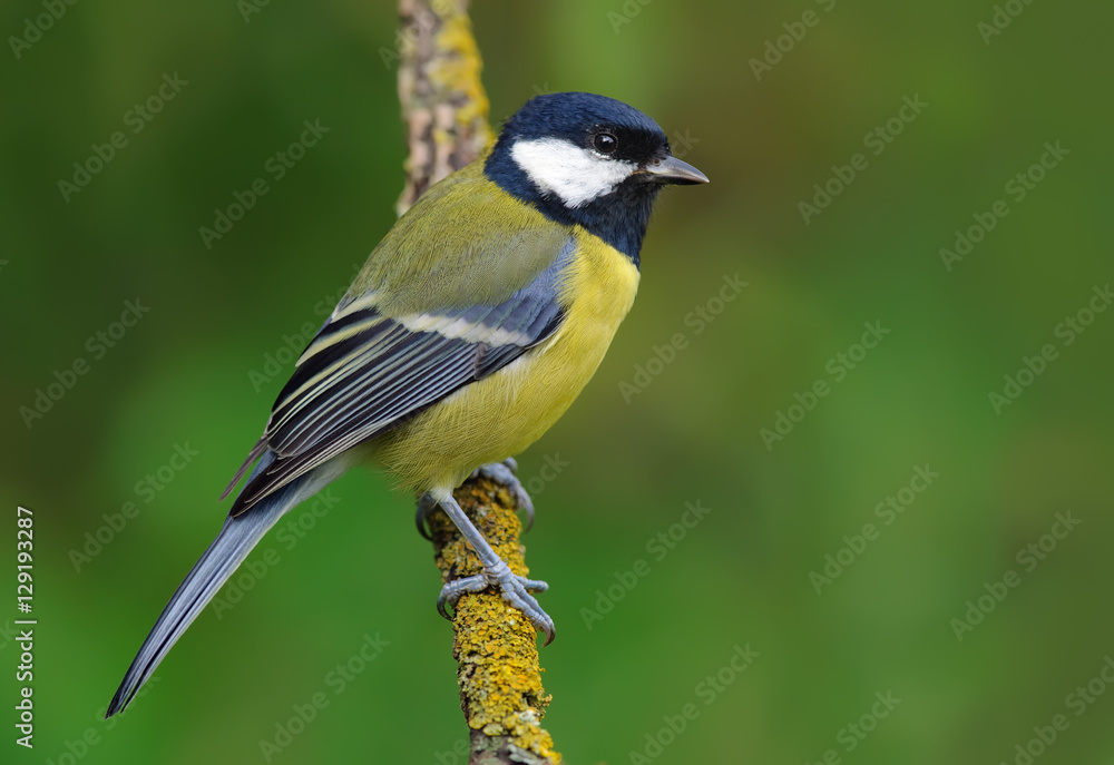 Great tit perched on a small lichen branch