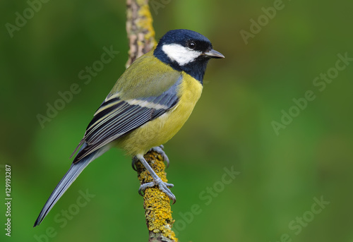 Great tit perched on a small lichen branch © NickVorobey.com