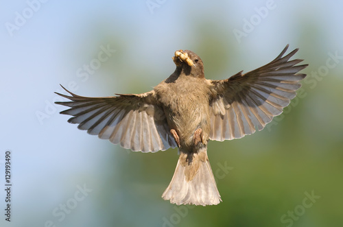 House Sparrow female flying with food photo