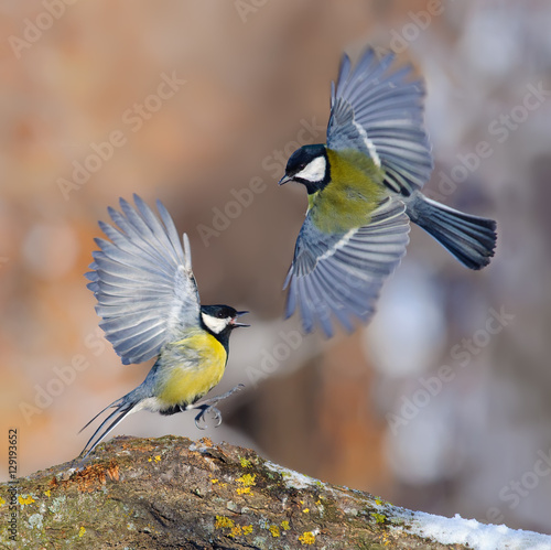 Canvas Print Great tit flight display