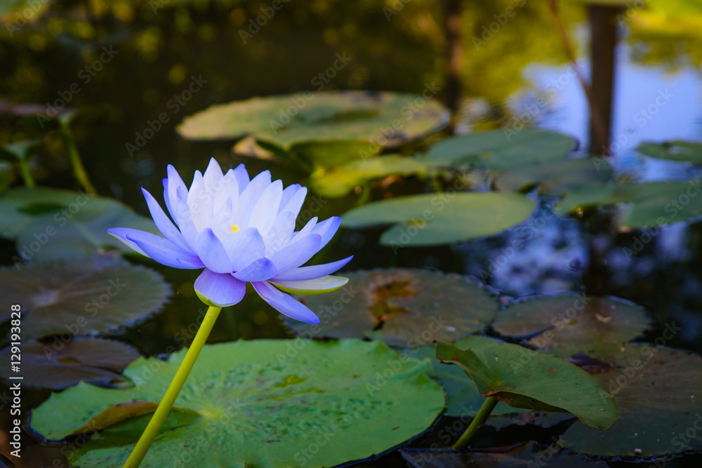 beautiful light purple lotus flower with leaves in pool on dark  light and vintage tone with copy space.