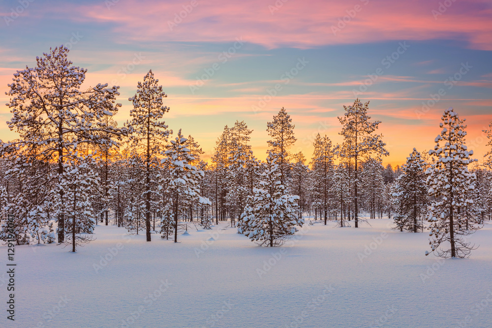 Majestic winter landscape - sundown, forest, trees and snow
