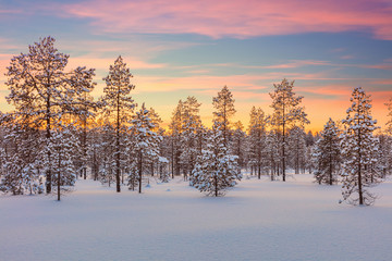 Majestic winter landscape - sundown, forest, trees and snow
