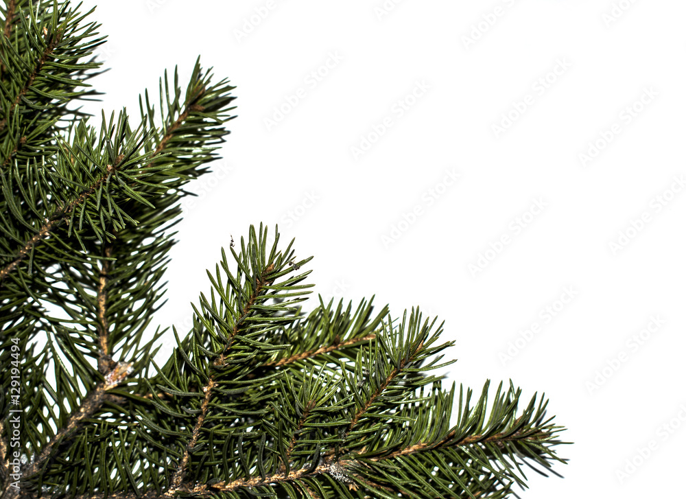 Spruce branch on a white background Spruce branch on a white background