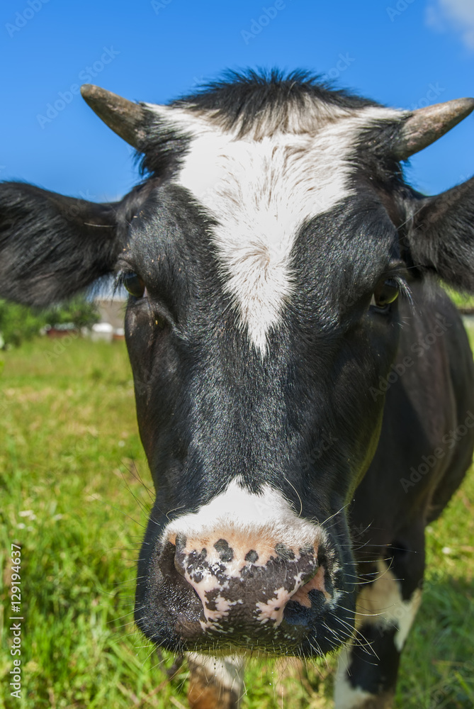 Cows are grazed in the meadow 