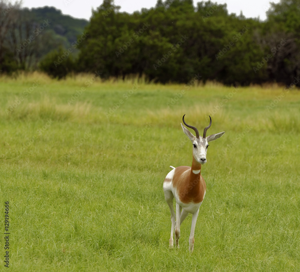 Beautiful Addra Gazelle walking across grassland Beautiful Addra Gazelle walking across grassland