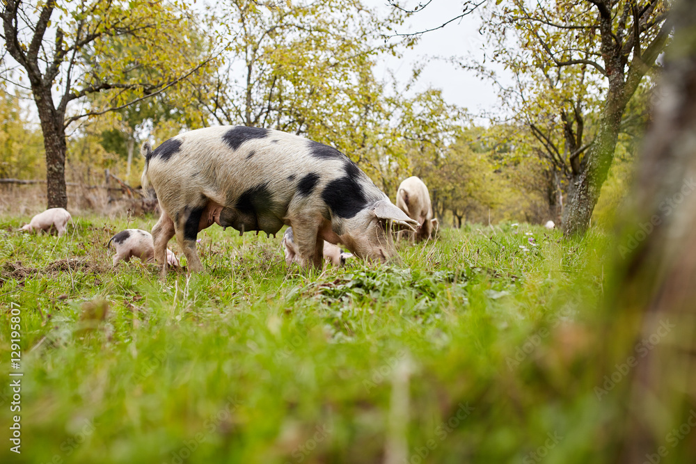 Sows with piglets outdoor