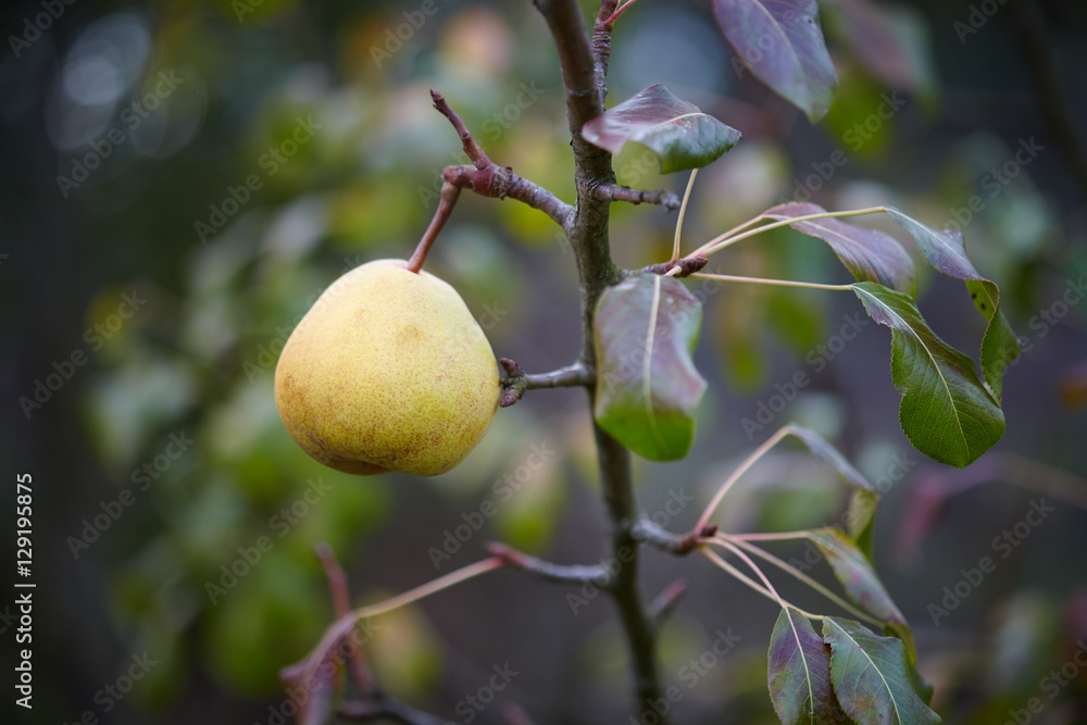 Pear hanging on a branch