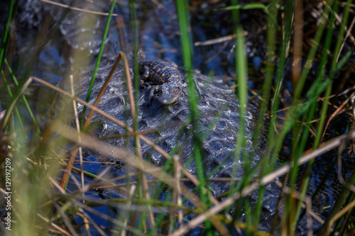Baby alligator resting on its mother’s back, Everglades Nation