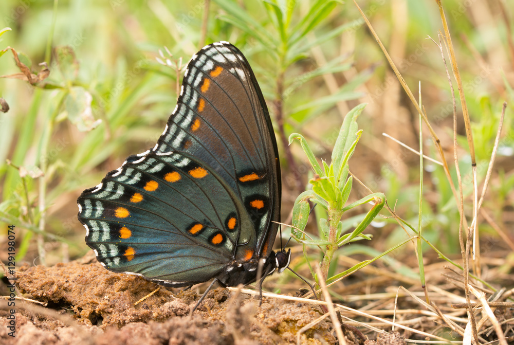 Fototapeta premium Red-Spotted Purple Admiral feeding on minerals on the ground