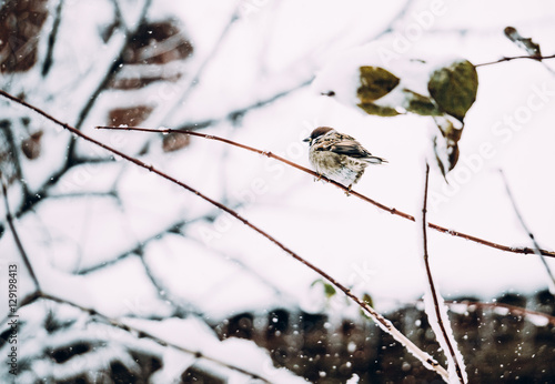 Городская птица зимой. Воробей в снежном саду