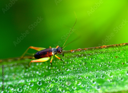 grasshopper on the grass leaf in moring light