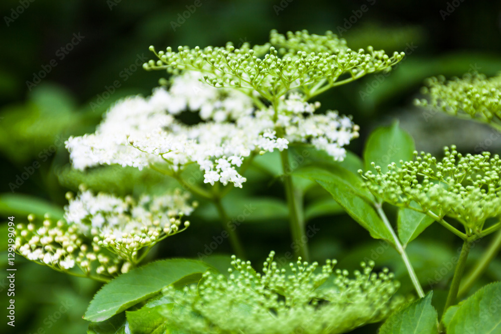 Flowers and buds of the black elder (Sambucus) Flowers and buds of the black elder (Sambucus)