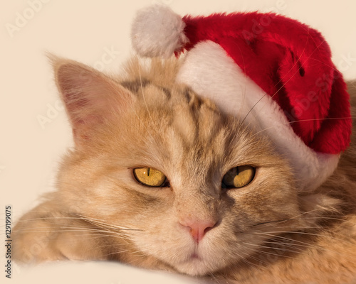 Maine Coon cat wearing a Santa hat