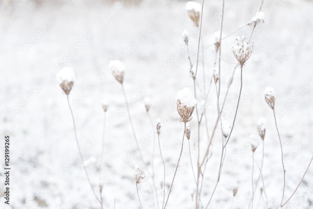 Fototapeta premium Winter white time - frosted landscape with fresh snow