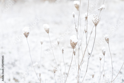 Winter white time - frosted landscape with fresh snow