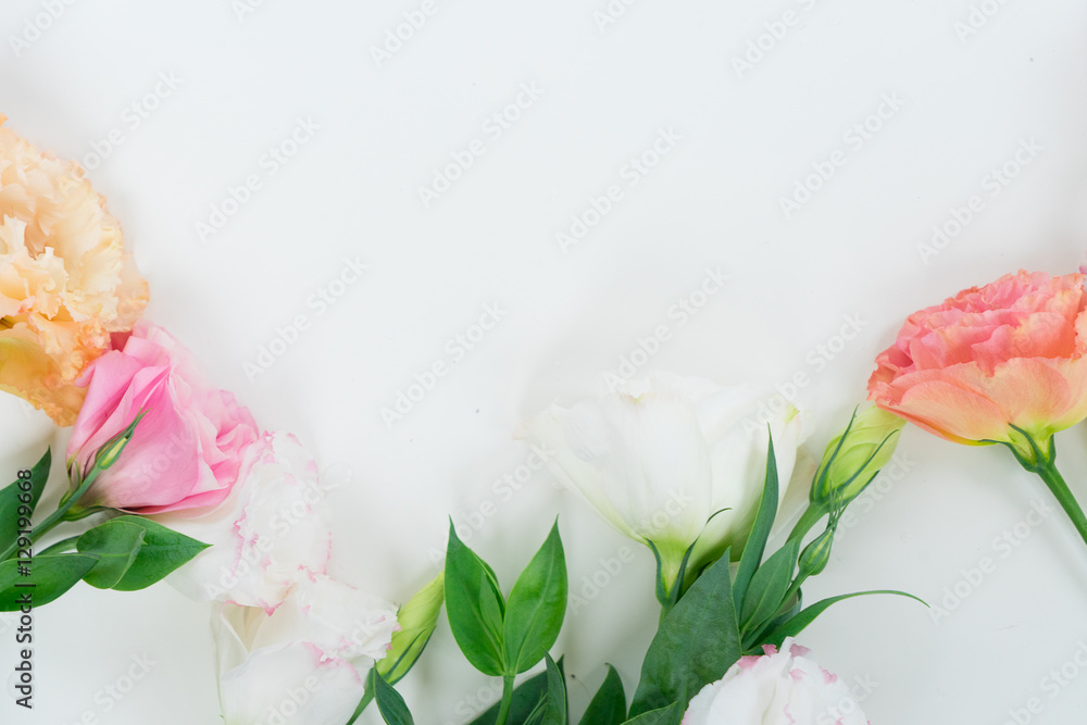 Pink, white eustoma flowers close up border Pink, white eustoma flowers close up border