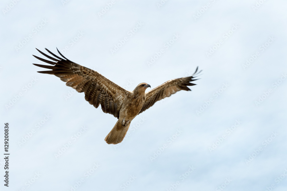 Fototapeta premium Whistling kite